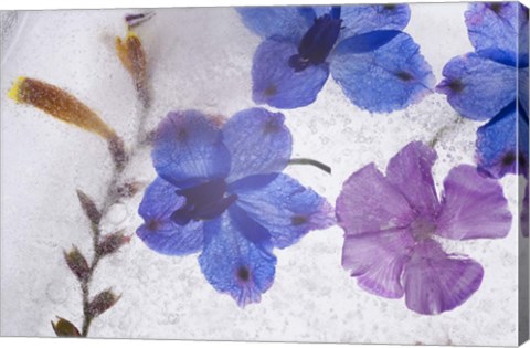 Framed Flores en Hielo X Print