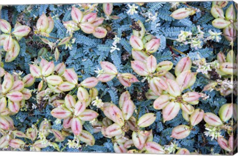 Framed Flores Silvestres Print