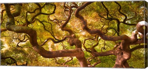 Framed Japanese Maple 1 Print