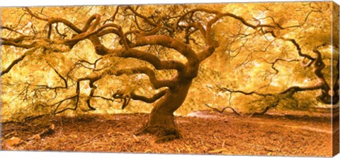 Framed Japanese Maple 2 Print