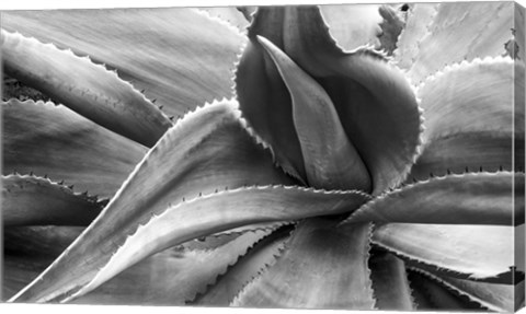 Framed Agave Americana Print
