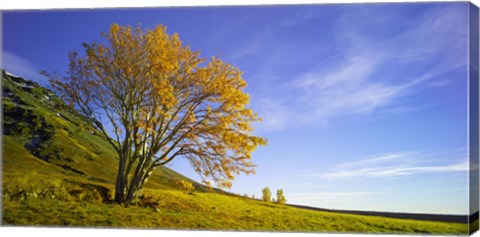 Framed Yellow Tree Print