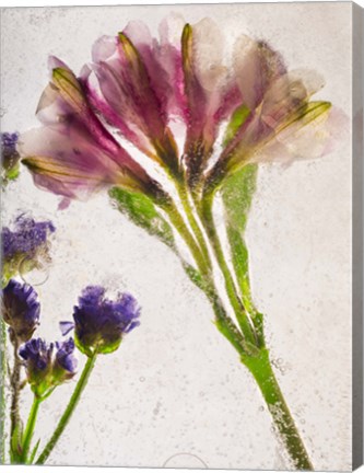 Framed Flores en Hielo V Print