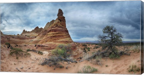 Framed Cottonwood III Print