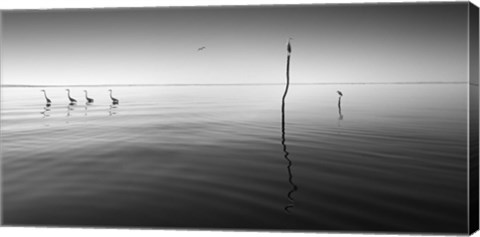 Framed 4 Herons Print