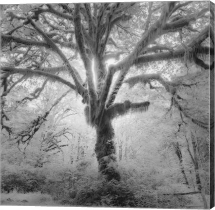 Framed Lightning Tree II Print