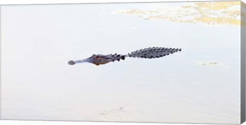 Framed Crocodile in a pond, Boynton Beach, Florida, USA Print