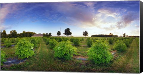 Framed Elderberry field, Quebec, Canada Print