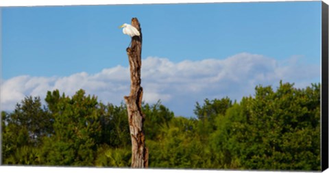 Framed White crane on a dead tree, Boynton Beach, Florida, USA Print