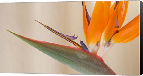 Framed Strelitzia in bloom, California Print