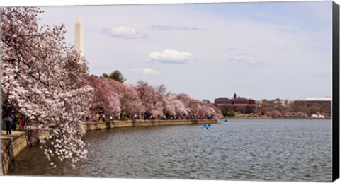 Framed Cherry Blossom trees in the Tidal Basin with the Washington Monument in the background, Washington DC, USA Print