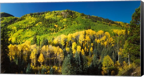 Framed Aspen trees on mountain, Sunshine Mesa, Wilson Mesa, South Fork Road, Uncompahgre National Forest, Colorado, USA Print