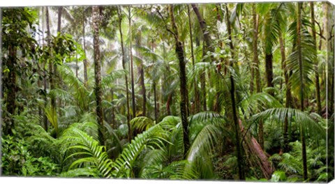 Framed Trees in tropical rainforest, Eungella National Park, Mackay, Queensland, Australia Print