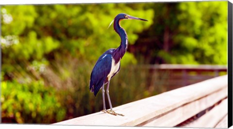 Framed Close-up of an blue egret, Boynton Beach, Florida, USA Print