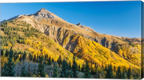 Framed Aspen tree on a mountain, Coal Bank Pass, San Juan National Forest, Colorado, USA Print