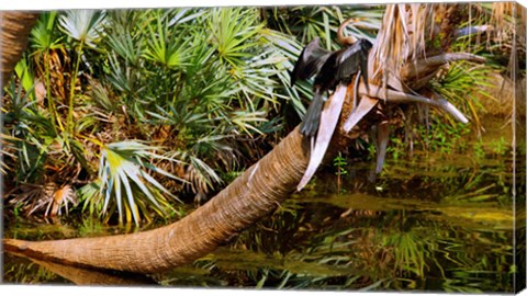 Framed Oriental darter (Anhinga melanogaster) on a tree, Boynton Beach, Palm Beach County, Florida, USA Print