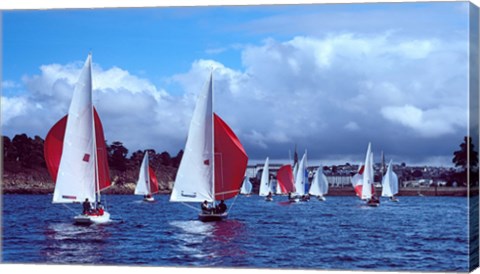 Framed Dragon regatta in Baie De Douarnenez, Finistere, Brittany, France Print