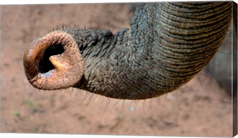 Framed African elephant, (Loxodonta africana), Elephant Trunk, Samburu National Reserve, Kenya Print