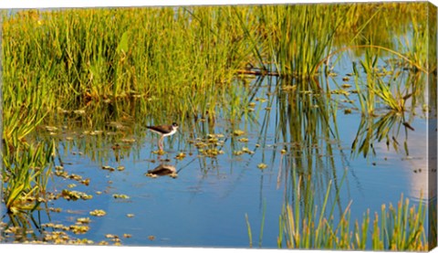 Framed Reflection of a bird on water, Boynton Beach, Florida, USA Print
