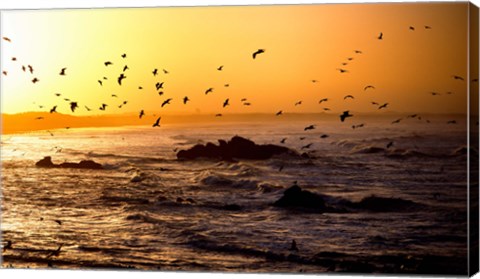 Framed Flock of seagulls fishing in waves at sunset, Morbihan, Brittany, France Print