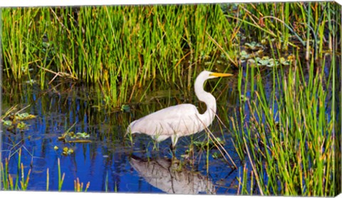 Framed Reflection of white crane in pond, Boynton Beach, Florida, USA Print