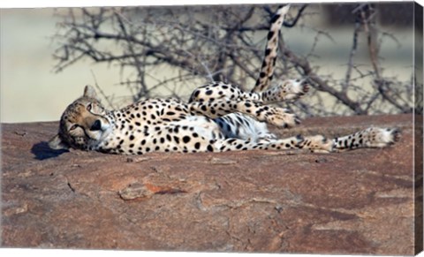 Framed Cheetah, Ndutu, Ngorongoro, Tanzania Print