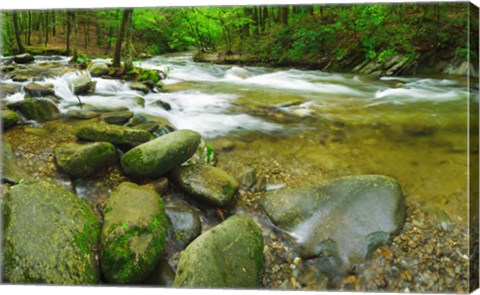 Framed Stream following through a forest, Little River, Great Smoky Mountains National Park, Tennessee, USA Print