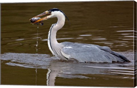 Framed Grey Heron, Kenya Print