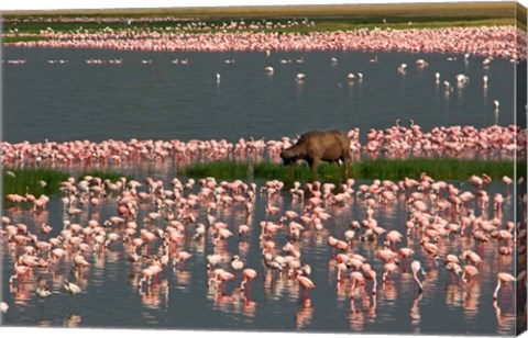 Framed Cape Buffalo Grazing among Flamingos Print