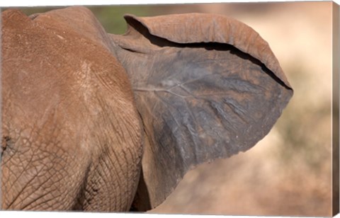 Framed African elephant, (Loxodonta africana), Elephant Ear, Samburu National Reserve, Kenya Print