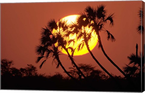 Framed Sunrise behind silhouetted trees, Kenya, Africa Print