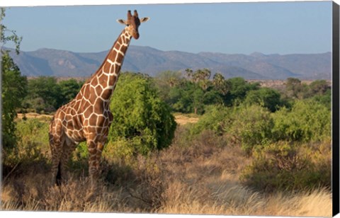Framed Giraffe walking across plain, Kenya Print