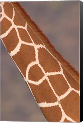 Framed Reticulated giraffe (Giraffa camelopardalis reticulata) neck, Samburu National Park, Rift Valley Province, Kenya Print
