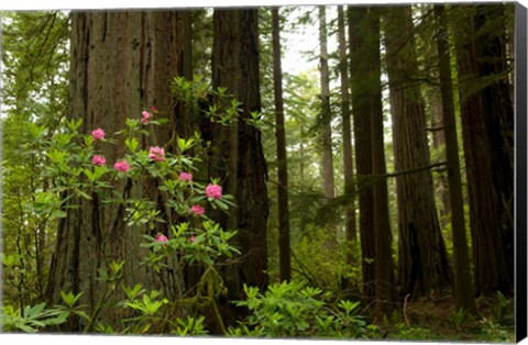 Framed Redwood trees and rhododendron flowers in a forest, Del Norte Coast Redwoods State Park, Del Norte County, California, USA Print