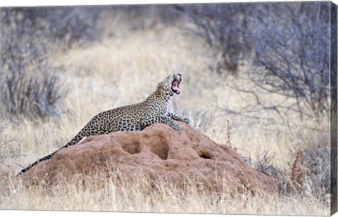 Framed Leopard (Panthera pardus) yawning on a termite mound, Kenya Print