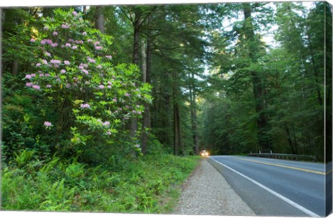 Framed Redwood trees and Rhododendron flowers in a forest, U.S. Route 199, Del Norte County, California, USA Print