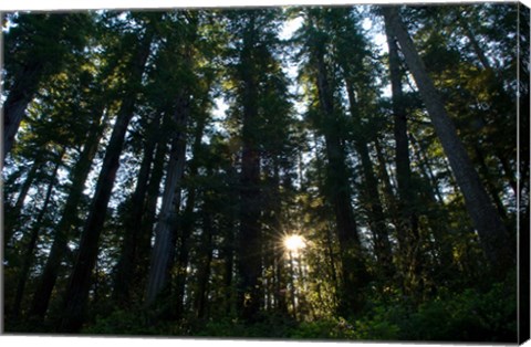 Framed Redwood trees in a forest, Del Norte Coast Redwoods State Park, Del Norte County, California, USA Print