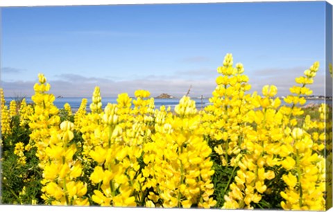Framed Yellow lupines in a field, Del Norte County, California, USA Print
