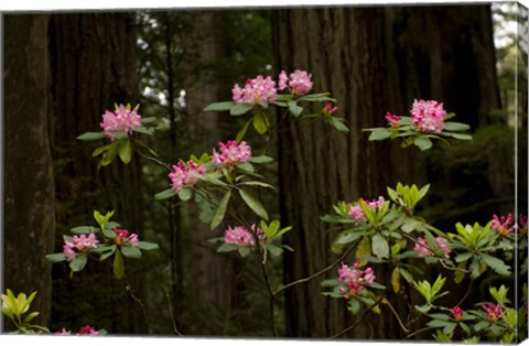 Framed Rhododendron Flowers and Redwood Trees in a Forest, Del Norte Coast Redwoods State Park, Del Norte County, California, USA Print