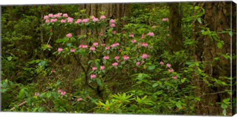 Framed Del Norte Coast Redwoods State Park, Del Norte County, California Print