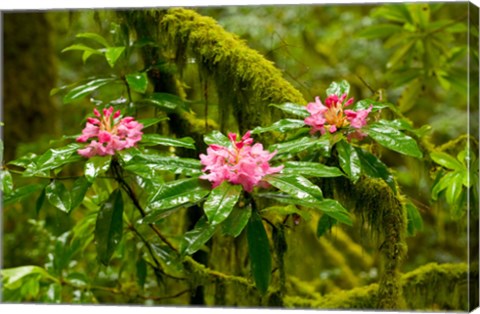 Framed Rhododendron flowers in a forest, Jedediah Smith Redwoods State Park, Crescent City, Del Norte County, California, USA Print