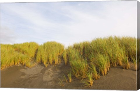 Framed Beach grass on sand, Pistol River State Scenic Viewpoint, Oregon, USA Print