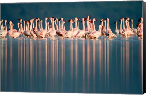 Framed Flamingo Reflections in a lake, Lake Nakuru, Lake Nakuru National Park, Kenya Print