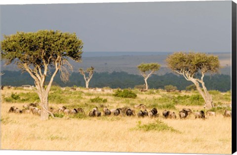 Framed Masai Mara National Reserve, Kenya Print