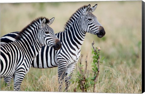 Framed Two Burchell's zebras (Equus burchelli) in a forest, Tarangire National Park, Tanzania Print