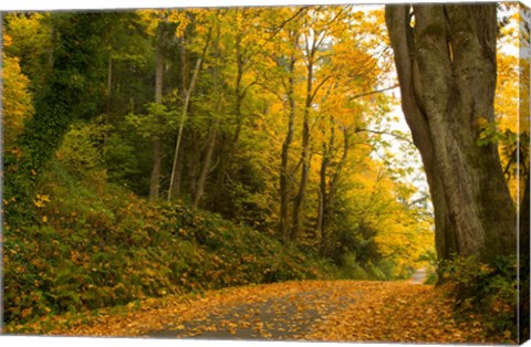 Framed Road passing through a forest in autumn, Washington State, USA Print