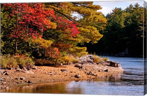 Framed Autumn Trees, Musquash River, Muskoka, Ontario, Canada Print