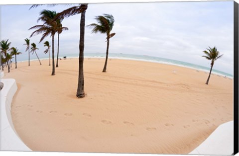 Framed Palm trees on the beach, Fort Lauderdale, Broward County, Florida, USA Print