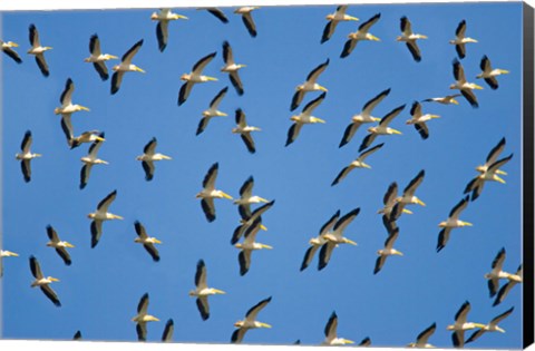 Framed Flock of birds flying in the sky Print
