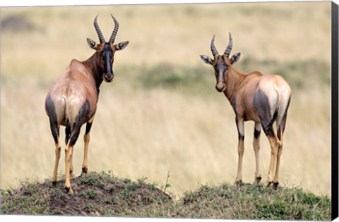 Framed Pair of Topi, Masai Mara National Reserve, Kenya Print